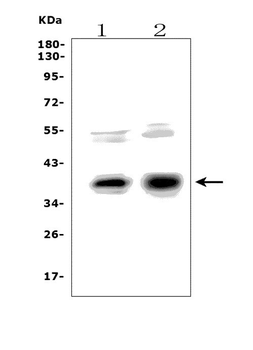 XLF/NHEJ1 Picoband® Rabbit Polyclonal Antibody