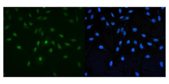 PAF1/PD2 Picoband® Rabbit Polyclonal Antibody