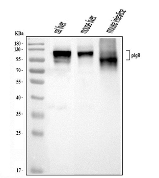 Polymeric immunoglobulin receptor/PIGR Rabbit Polyclonal Antibody