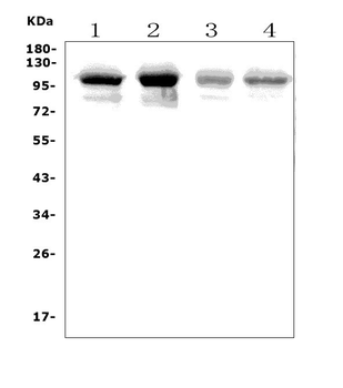 PLD2 Rabbit Polyclonal Antibody
