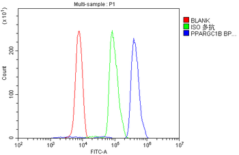 PGC1 beta/PPARGC1B Picoband® Rabbit Polyclonal Antibody