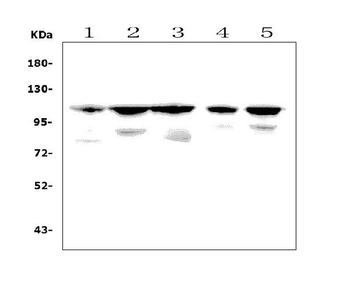 PGC1 beta/PPARGC1B Picoband® Rabbit Polyclonal Antibody
