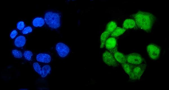 RBPJK/RBPJ Rabbit Polyclonal Antibody