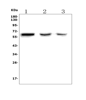 RBPJK/RBPJ Rabbit Polyclonal Antibody