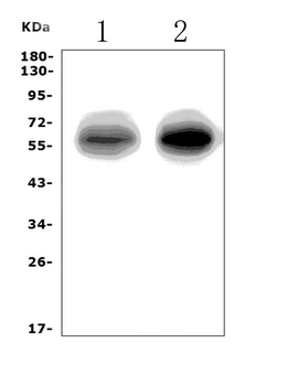 EAAT1/SLC1A3 Rabbit Polyclonal Antibody