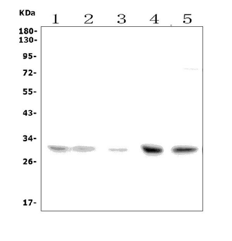 Slc25a1 Picoband® Rabbit Polyclonal Antibody