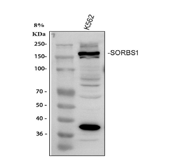 SORBS1 Rabbit Polyclonal Antibody