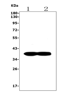 Synaptophysin/SYP Antibody