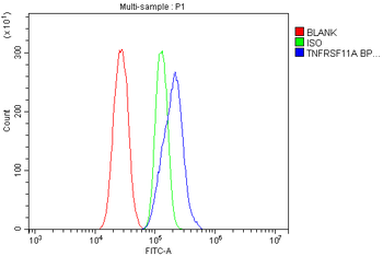 RANK/Tnfrsf11a Antibody