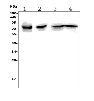 RANK/Tnfrsf11a Antibody