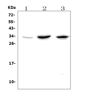 GITR/Tnfrsf18 Rabbit Polyclonal Antibody