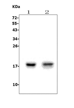 FAT10/UBD Rabbit Polyclonal Antibody