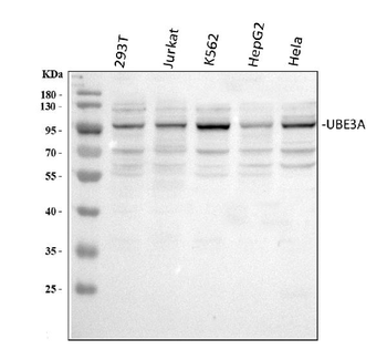 UBE3A Antibody
