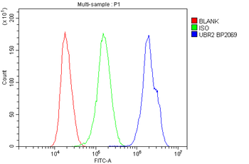 UBR2 Antibody