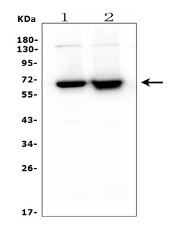 CD5 Mouse Monoclonal Antibody