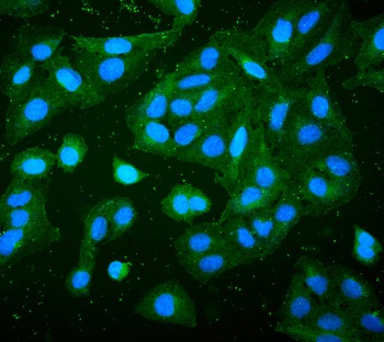 RP2 Mouse Monoclonal Antibody