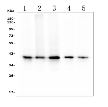 RP2 Mouse Monoclonal Antibody