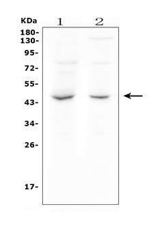 MPI Mouse Monoclonal Antibody