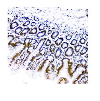 KAP1/TRIM28 Antibody (monoclonal, 3H2)