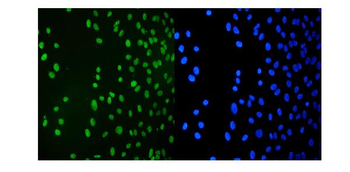 KAP1/TRIM28 Antibody (monoclonal, 9E3)