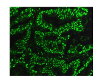 KAP1/TRIM28 Antibody (monoclonal, 9E3)