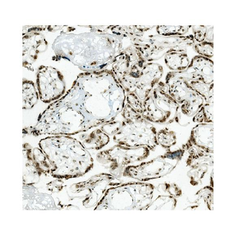 KAP1/TRIM28 Antibody (monoclonal, 9E3)