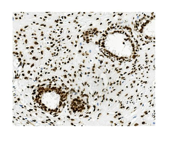 KAP1/TRIM28 Antibody (monoclonal, 9E3)