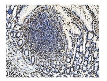 KAP1/TRIM28 Antibody (monoclonal, 9E3)