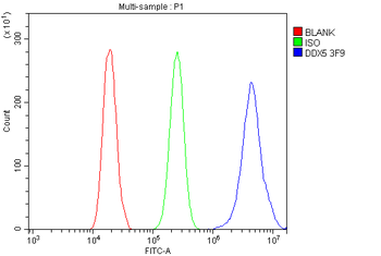 DDX5 Mouse Monoclonal Antibody