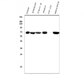 DDX5 Mouse Monoclonal Antibody