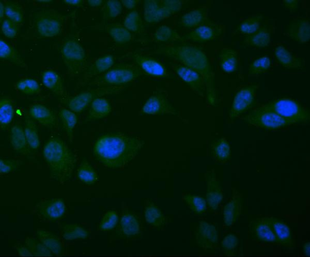 Thioredoxin 2/TXN2 Antibody (monoclonal, 4H3)