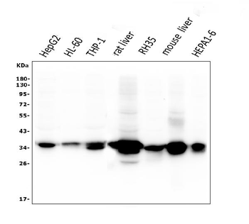 AKR1D1 Mouse Monoclonal Antibody
