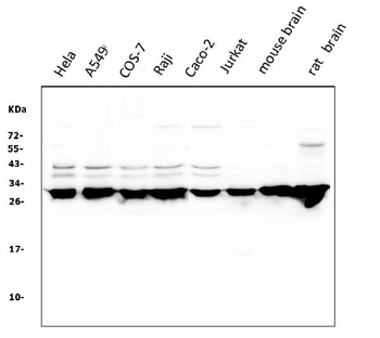 14-3-3 zeta/delta/YWHAZ/14 Mouse Monoclonal Antibody