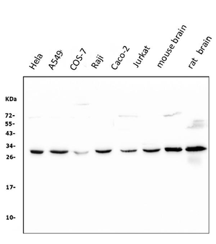 14-3-3 zeta/delta/YWHAZ/14 Mouse Monoclonal Antibody