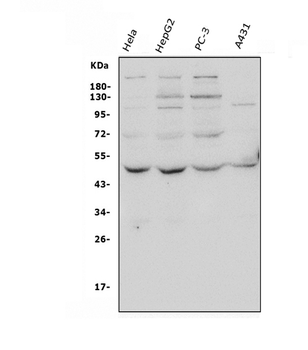 ATG4A Rabbit Polyclonal Antibody