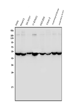 ENO1 Antibody
