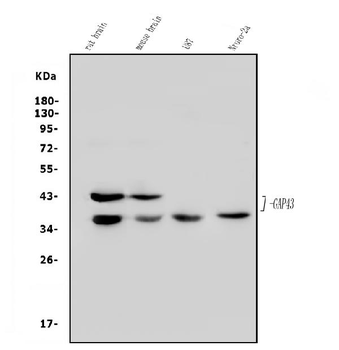 GAP43 Rabbit Polyclonal Antibody
