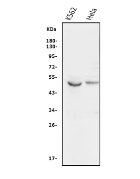 GSK3 alpha/GSK3A Rabbit Polyclonal Antibody