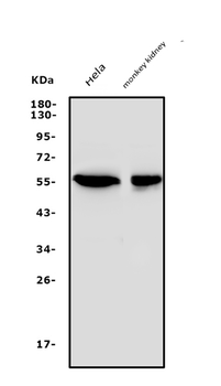 SGK1 Rabbit Polyclonal Antibody
