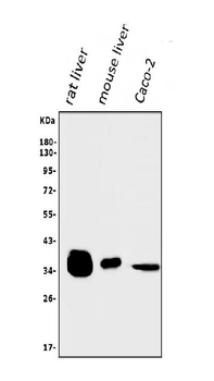 AKR1D1 Rabbit Polyclonal Antibody