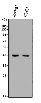ALKBH1 Rabbit Polyclonal Antibody