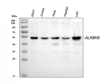 ALKBH5 Rabbit Polyclonal Antibody