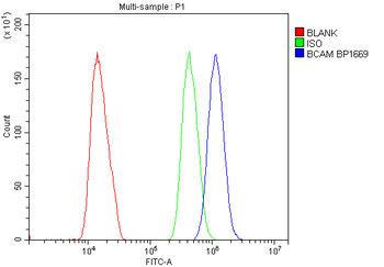 CD239/BCAM Rabbit Polyclonal Antibody