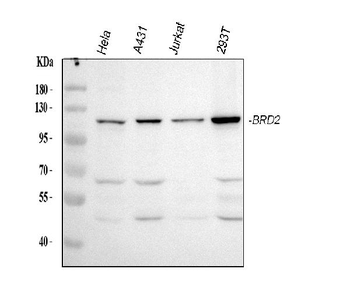 BRD2 Rabbit Polyclonal Antibody