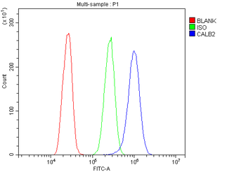 Calretinin/CALB2 Antibody