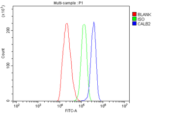 Calretinin/CALB2 Antibody