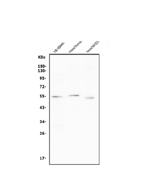 Cyclin B1/CCNB1 Rabbit Polyclonal Antibody