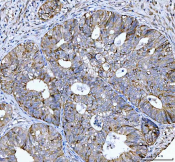 Cyclin B1/CCNB1 Rabbit Polyclonal Antibody