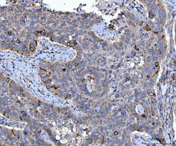 Cyclin B1/CCNB1 Rabbit Polyclonal Antibody