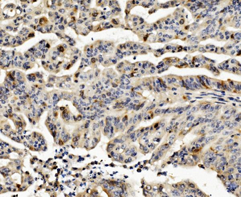 Cyclin B1/CCNB1 Rabbit Polyclonal Antibody